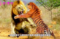 开云APP-包含大浪淘沙！辽宁宏运对决上海申花，胜负难定的词条